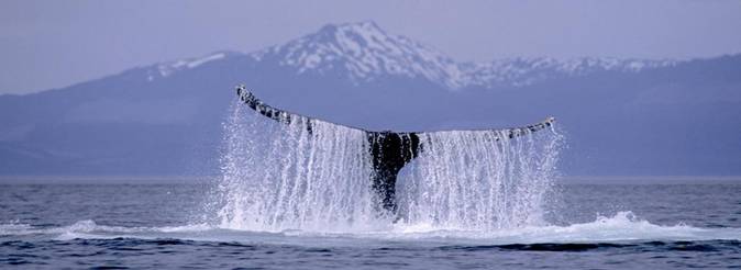 Description: cruise-destinations-alaska-cruises-options.jpg